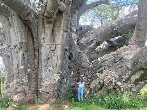 Inside The Biggest Baobab In The World Sagole Tree Video 2 Baobab Foundation