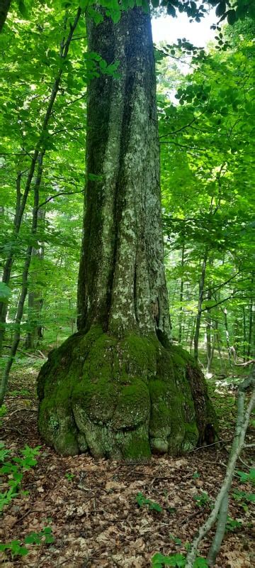 Audio Foto Botanişti Din Franţa Belgia şi Elveţia în Parcul Naţional