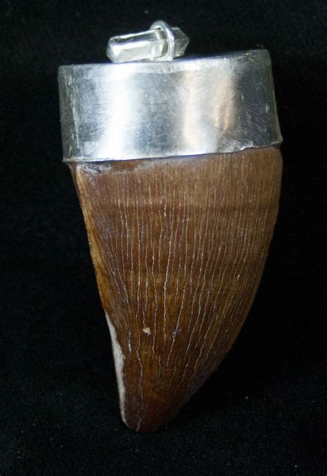 Authentic Fossil Mosasaur Tooth Pendant For Sale Fossilera