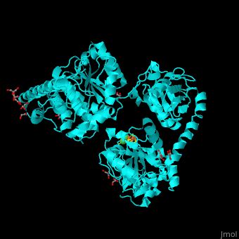 Acetyl Coa Synthase Proteopedia Life In D