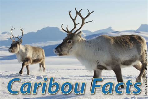 Caribou Facts, With Pictures, Video & Information.