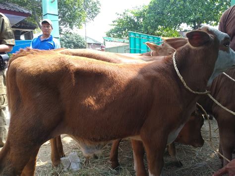 Cara Penggemukan Sapi Limosin Lengkap Harga Diri