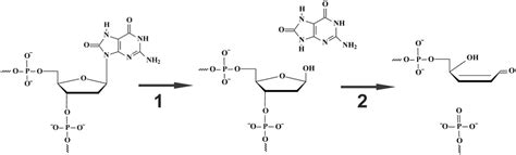 The Chemical Steps Of Hogg Catalysis Step Oxog Base Removal And