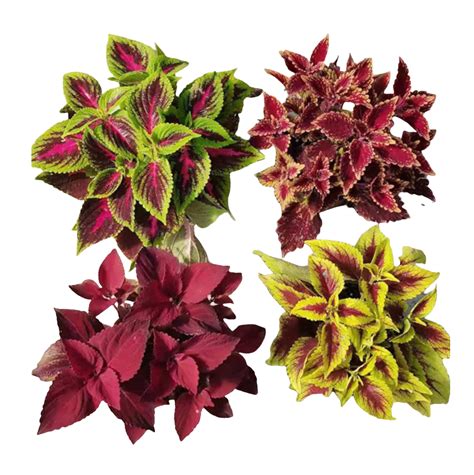 Plectranthus Scutellarioides L Thai Garden Design