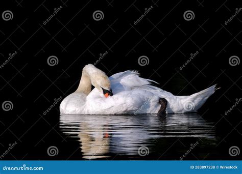 Close Up Of A White Swan In A Body Of Water Preening Its Feathers Stock