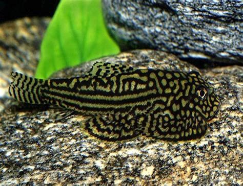 Reticulated Hillstream Loach | Arizona Aquatic Gardens