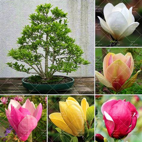 Pcs Bonsai Magnolia Seeds Magnolia Tree Seeds Beautiful Flower Seeds