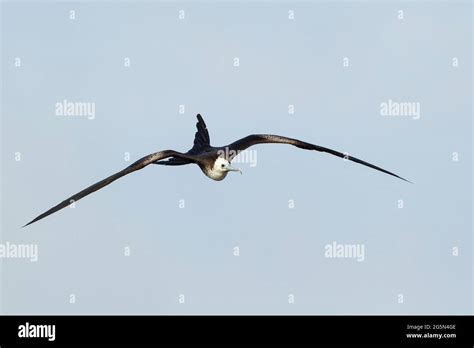 Magnificent Frigate Bird Fregata Magnificens Juvenile In Flight Stock