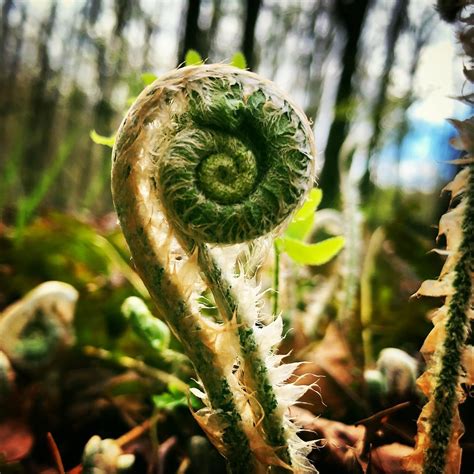 fiddlehead fern - photo by Susan Siebert