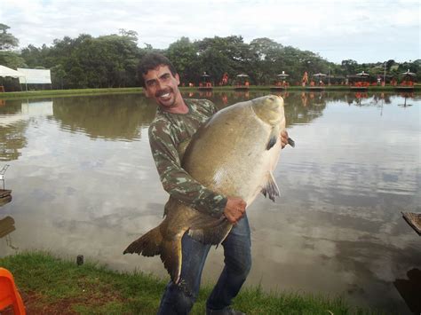 Pesca Goi S S Alegria S Panela No Melhor Pesqueiro De Goi S Po O