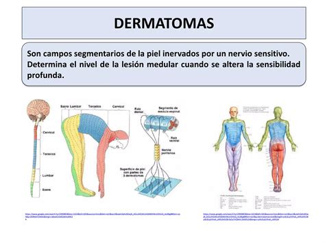 Corteza Cerebral Y M Dula Espinal Ppt