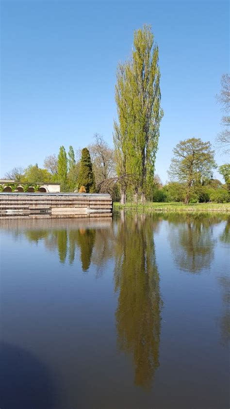 A Reflection Of A Tree In A Puddle Of Water Stock Image Image Of Dusk