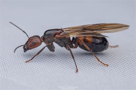 Camponotus Nicobarensis Inglourious Reptiles Flickr