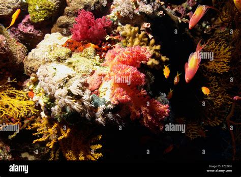 Coral Reef In The Red Sea Egypt Stock Photo Alamy