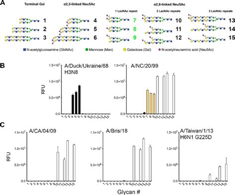 Glycan Array Analyses Of Recombinant Influenza Ha Proteins A Glycan