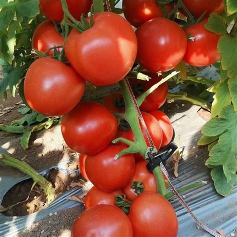 China F1 Hybrid Tomato Seeds F1 Hybrid Tomato Seeds Suppliers