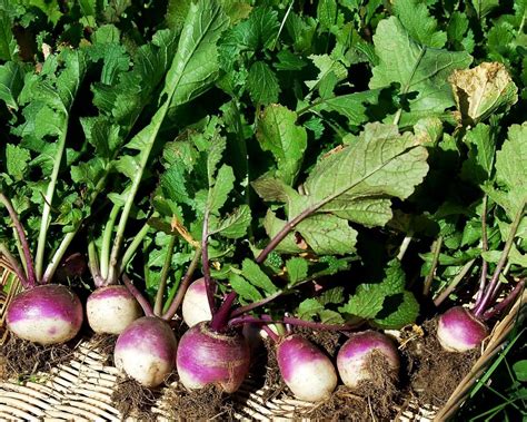 1 Oz Vegetable Seeds Green Seeds Turnipmustardkalerapespinach