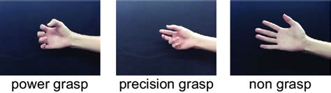 Differences among power grasp (left), precision grasp (middle), and... | Download Scientific Diagram