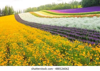 3,303 Farm tomita hokkaido Images, Stock Photos & Vectors | Shutterstock