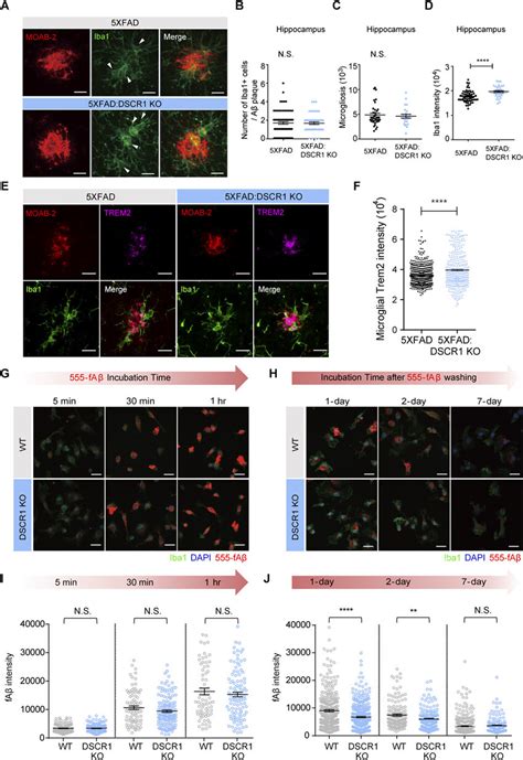 Plaque Associated Microglia From Dscr Ko Xfad Mice Exhibited