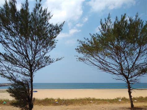 Casuarina Trees On The Beach Perumathura Beach Thiruvananthapuram