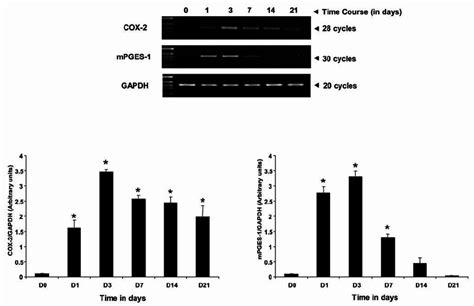 Temporal Mrna Expression Profile Of Cox 2 And Mpges 1 During The Time