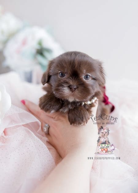 Puppy For Sale Teacup Puppies 110 Chocolate Shih Tzu Teacup Puppies