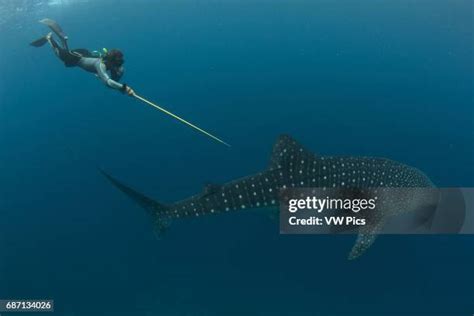 13 Whale Shark Skin Stock Photos, High-Res Pictures, and Images - Getty ...