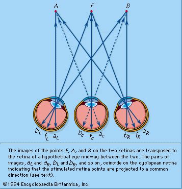 Kinesthesis | sensory phenomenon | Britannica