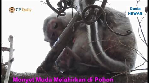 Amazing Begini Aslinya Monyet Muda Melahirkan Di Pohon Youtube