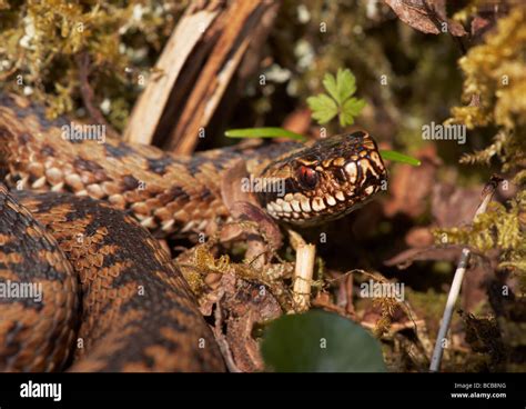 Rock Adder Hi Res Stock Photography And Images Alamy