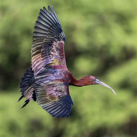 Glossy Ibis Flashes His Iridescence At Green Cay Nature Pr Flickr