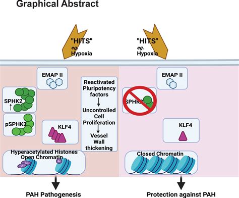 Altered Smooth Muscle Cell Histone Acetylome By The Sphk2s1p Axis