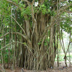 BANYAN FICUS BENGHALENSIS Kerala Naturals