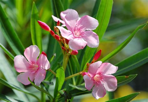 20 Seeds Pink Oleander Nerium Oleander Shrub Tree Seeds | Etsy