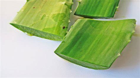 Aloe Vera Come Coltivarla E Quali Sono I Suoi Benefici