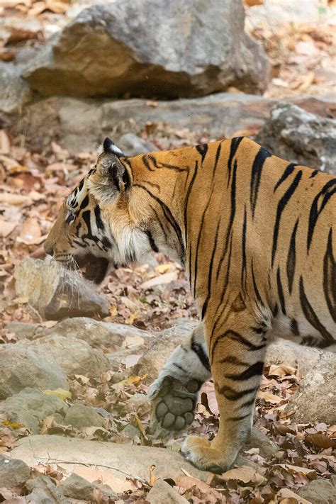 Bengal Tiger Panthera License Image 13999578 Lookphotos