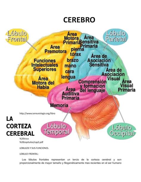 Lobulos Y Funciones Del Cerebro Anatomia Del Cerebro Humano Anatomia