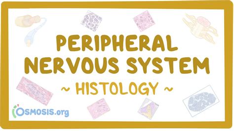 Peripheral nervous system histology: Video, Causes, & Meaning | Osmosis