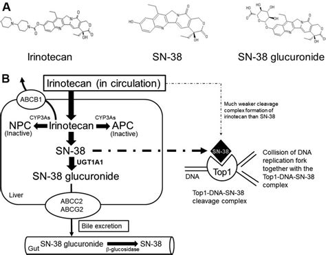 Irinotecan, the active metabolite, SN-38, and its glucuronide (A), and ...