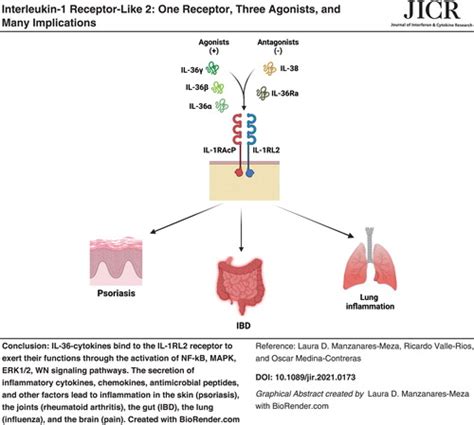 Interleukin 1 Receptor Like 2 One Receptor Three Agonists And Many Implications Journal Of