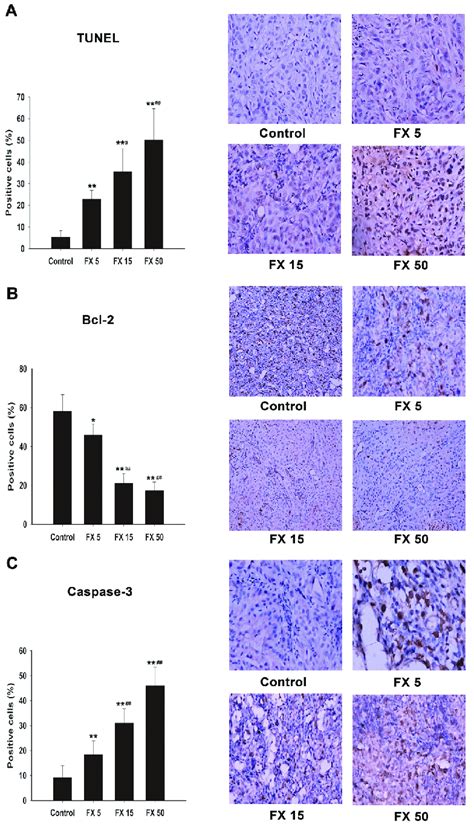 Effects Of Fx On The Protein Expression Of Bcl‐2 And Caspase‐3 And Download Scientific Diagram