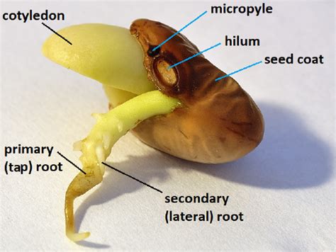 Statewide Dual Credit Introduction To Plant Science Plant Reproduction