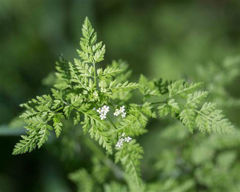 Apiaceae Woodland Monflora