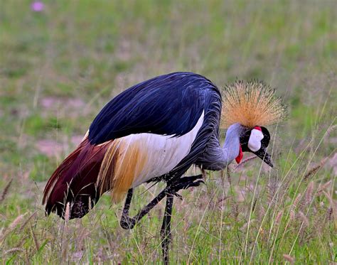 20230519 Game Drives At Lake Nakuru National Park Kenya 0 Flickr