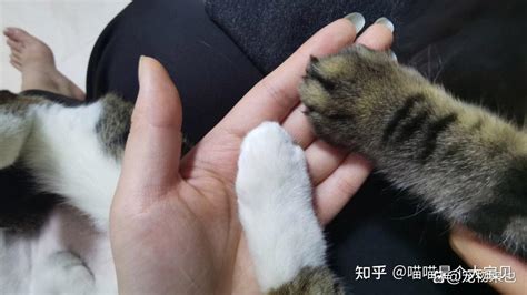 养猫久后才明白，当摸猫咪爪子时，它有这些想法 知乎