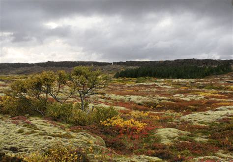 Icelandic Forests Nat