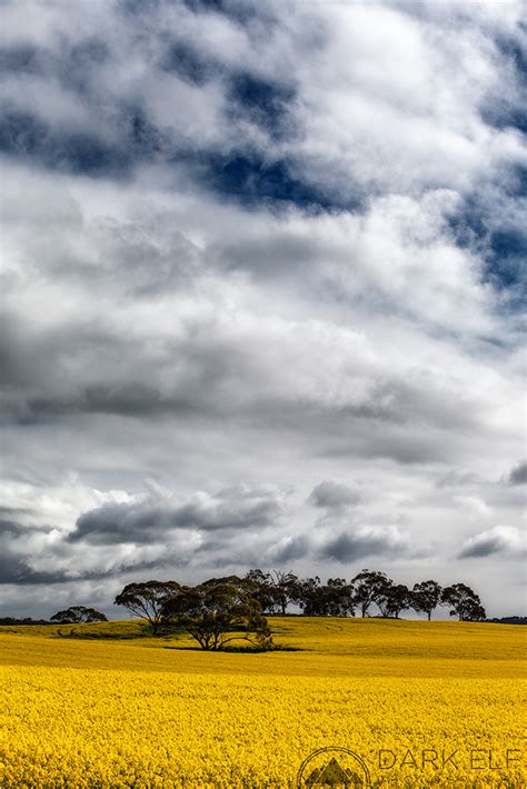 Canola Season Landscape And Rural Photos Darkelf Photography