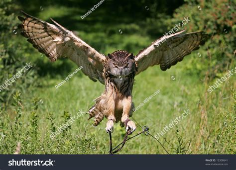 Eurasian Eagle Owl Flying Stock Photo 12308641 - Shutterstock