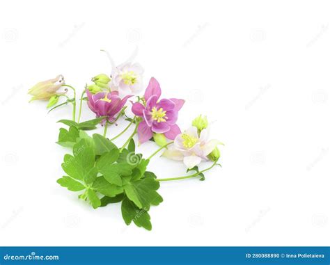 Bouquet Of Columbine Flowers Isolated On White Background Copy Space